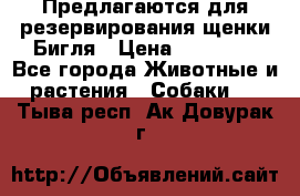 Предлагаются для резервирования щенки Бигля › Цена ­ 40 000 - Все города Животные и растения » Собаки   . Тыва респ.,Ак-Довурак г.